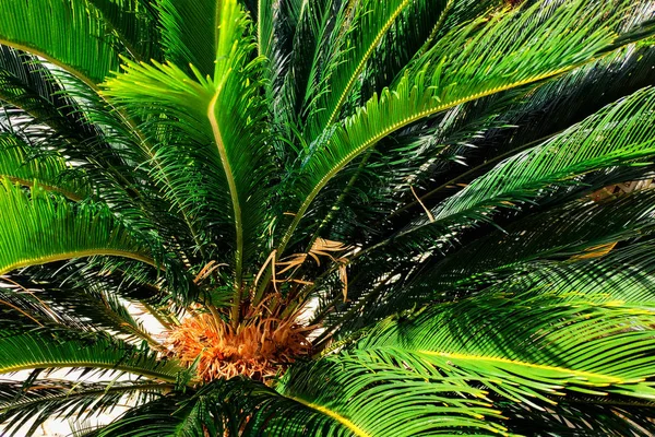 Vista Perto Folha Palmeira Verde Fresca Foco Seletivo — Fotografia de Stock