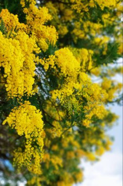 Mimoza çiçek ağaç dalları üzerinde sarı. Bahar arka plan. Seçici odak.