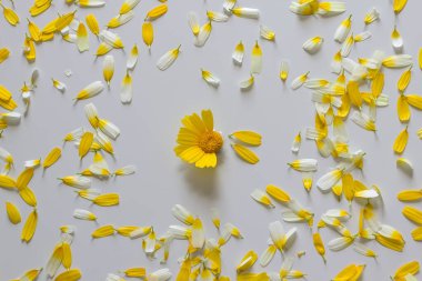  Beyaz arka planda papatya ve papatya yaprağı. Tahminler aşk için papatya çayı.