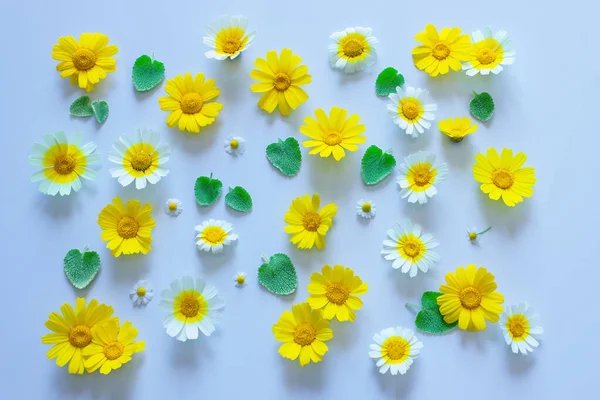 Μοτίβο Λουλουδιών Μικρά Φύλλα Και Φρέσκες Μαργαρίτες Λευκό Φόντο — Φωτογραφία Αρχείου