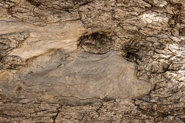 Yaşlı bir zeytin ağacının gövdesi. Doğal tasarım ögesi.