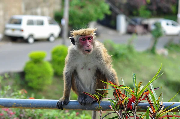 Retrato de um macaco na natureza selvagem da Ásia — Fotografia de Stock