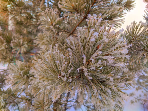 Arbre Hiver Neige Noël — Photo