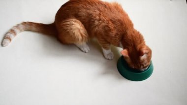 Kızıl kedi beyaz arka planda kedi maması yer. Kızıl kedi yeşil bir kaseden kedi maması yer, bir kasedeki artıkları yalar ve tüm yiyecekler yendiğinde gider.