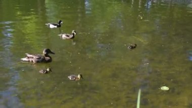 Küçük ördekli bir ördek yazın gölette yüzer. Ördekler ve küçük ördekler güneşli bir yaz gününde gölette yüzer, ekmek kırıntıları yerler.