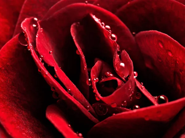 Makro Zdjęcie Czerwonej Róży Kroplami Wody Płatkach Zbliżenie — Zdjęcie stockowe