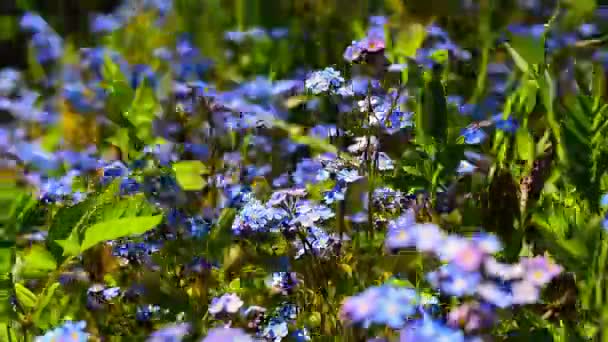在盛开的草地上 大风吹散了蓝色的遗忘的花朵 在夏日阳光灿烂的多风的天气里 在盛开的草地上 大风吹散了蓝色的遗忘的小花 — 图库视频影像