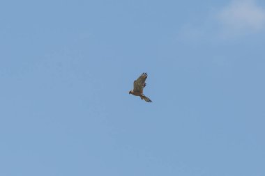 Kerkenez gökyüzünde avlanıyor