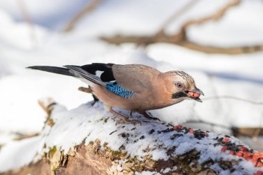 Avrasyalı alakarga dalda fındık yiyor.