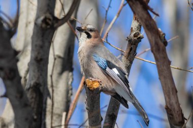 Avrasyalı alakarga dalda oturuyor.