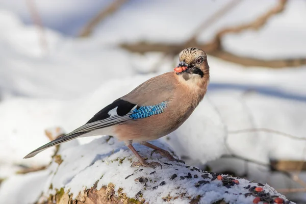 Avrasyalı alakarga dalda fındık yiyor.