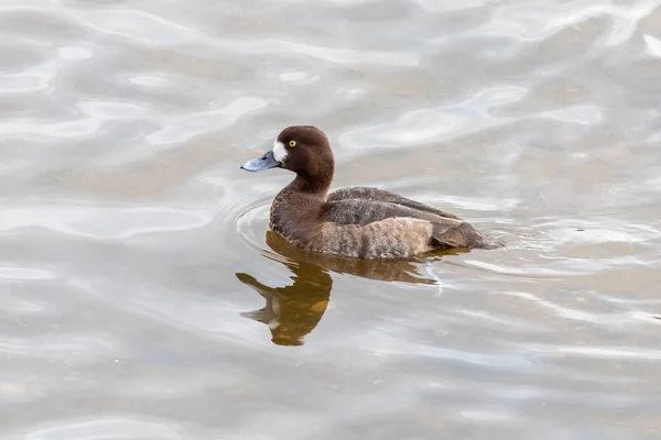 Das große Scaup-Weibchen auf dem Wasser — Stockfoto