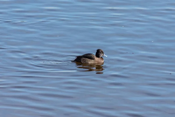 Het vrouwtje Tufted eend op het wateroppervlak — Stockfoto