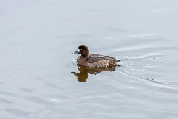 The Greater scaup female on the water — Stock Photo, Image