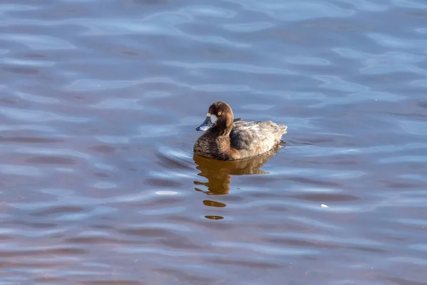 Le grand fuligule femelle sur l'eau — Photo