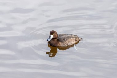 Suda daha büyük bir uyuz dişi var.