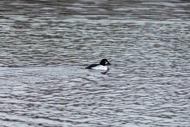 Erkek, nehirde ortak altın göz.