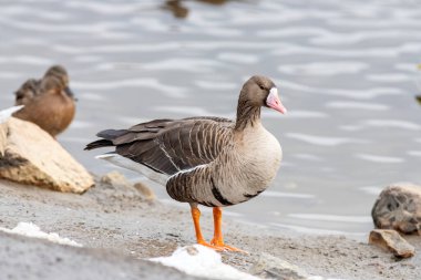 The Greater white-fronted goose on the river clipart