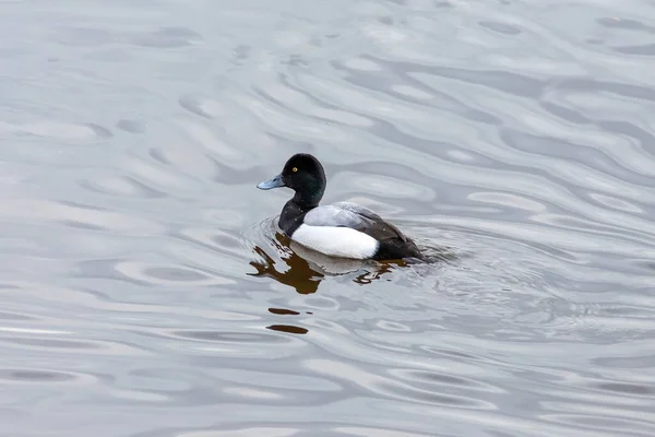 Den större scaup hane på floden — Stockfoto