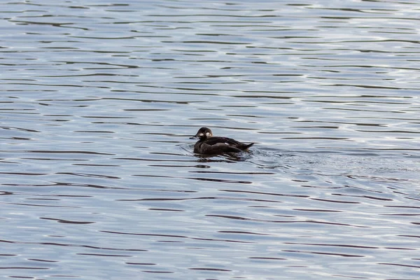 De fluwelen scoter of fluwelen eend op het water — Stockfoto
