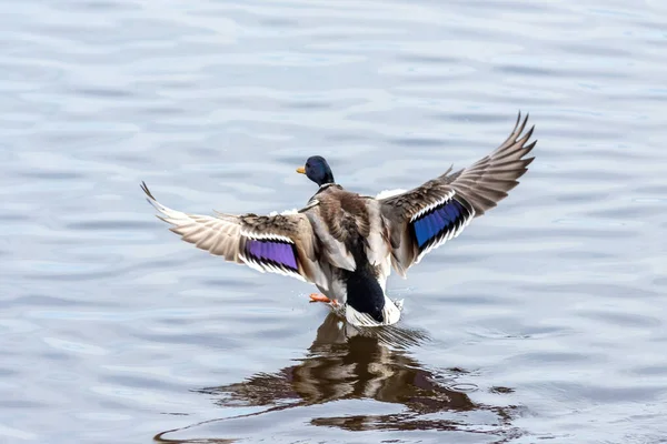 Le colvert volant dans le ciel, canard mâle — Photo
