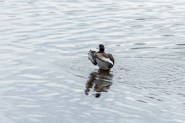 Le grand fuligule mâle sur la rivière — Photo