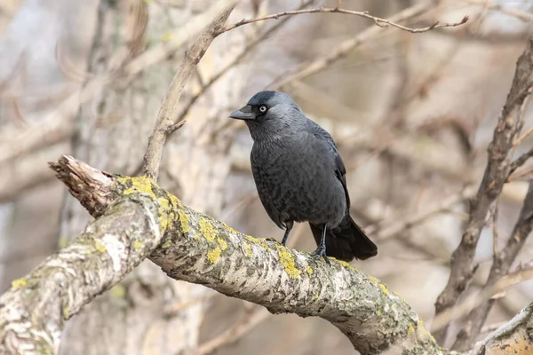 Evropský jackdaw ve městě v zimě — Stock fotografie