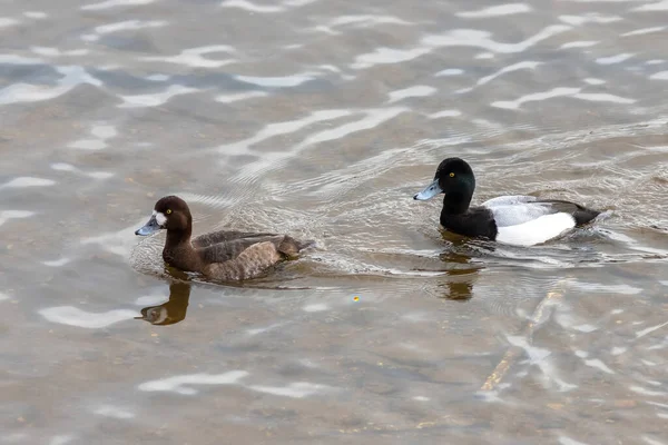 Großes Scaup-Paar auf dem Fluss — Stockfoto