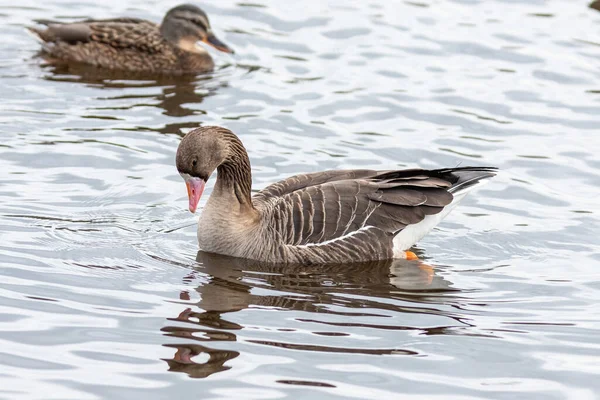 De grote witte gans op de rivier. — Stockfoto