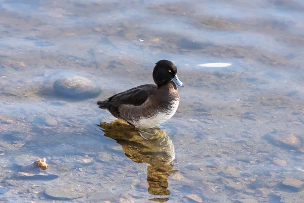 Das Tufted-Entenweibchen im Wasser — Stockfoto