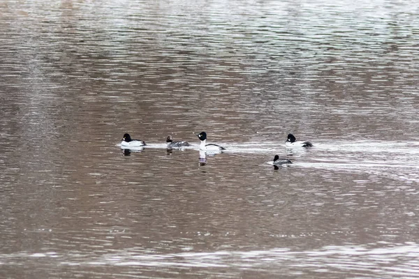 The Common goldeneyes on the river at winter — стоковое фото