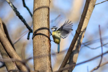 The blue tit is drinking tree juice