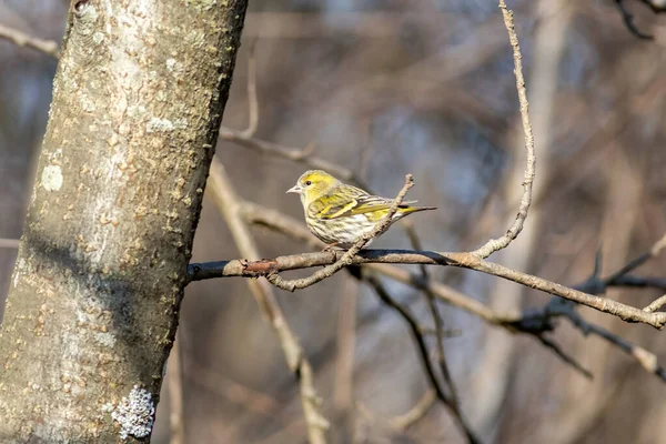 A fêmea Eurasiática siskin sentado no ramo — Fotografia de Stock