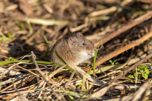 Vahşi fare yerde ot yiyor.