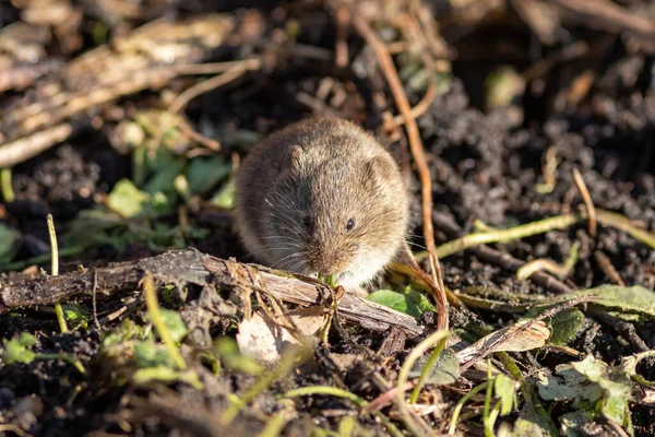 La souris sauvage mange de l'herbe sur le sol — Photo