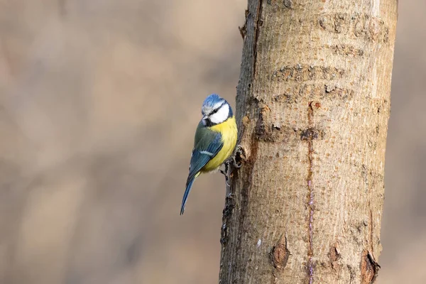 A mama azul está bebendo suco de árvore — Fotografia de Stock