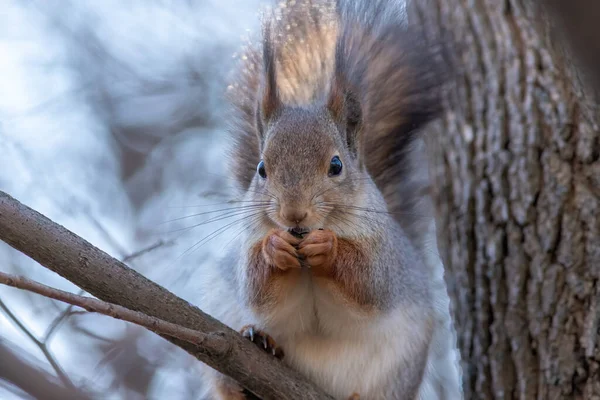 Sincap dalda fındık yiyor.