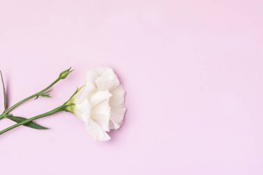 Pembe Arkaplanda Eustoma Beyaz Çiçeği Floweer Bahar Arkaplanı Üst Görünümü Yatay