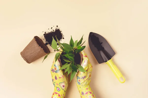 Female Hands in Yellow Gloves Holding Pot with Flower Garden Shovel Yellow Background Top View Horizontal