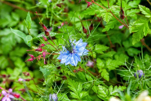 Black seed, Nigella Sativa plant, blue flower. Selective focus