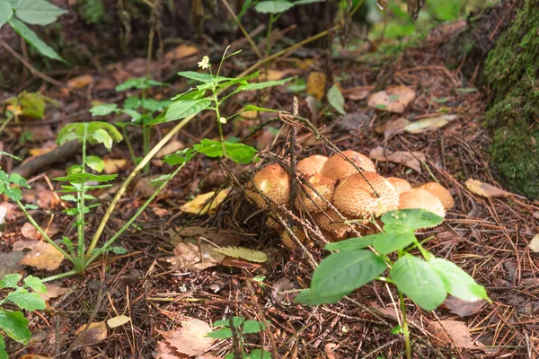 Grupo de cogumelos na grama — Fotografia de Stock