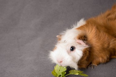 Rozet eskiden şiling şimdi domuz