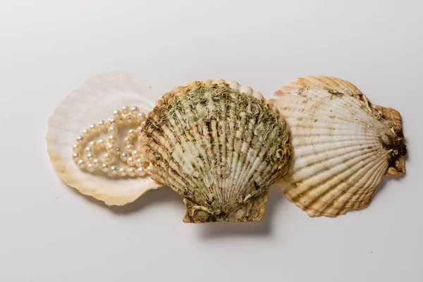 Três conchas de vieira com colar de pérolas — Fotografia de Stock