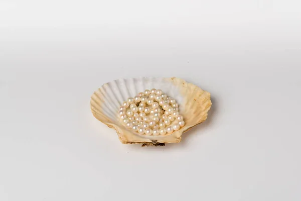 Uma concha de vieira com colar de pérolas — Fotografia de Stock
