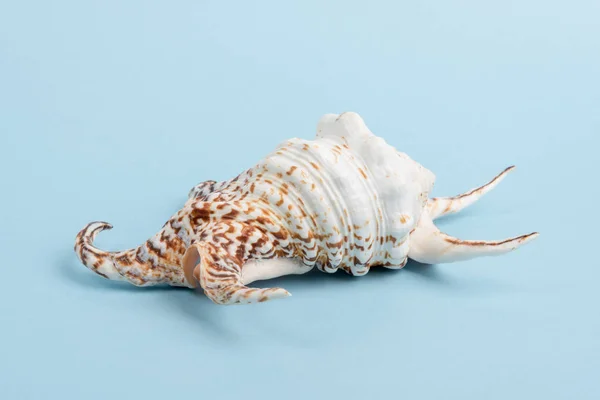 Reis Coroa shell — Fotografia de Stock