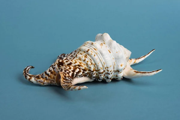 Reis Coroa shell — Fotografia de Stock