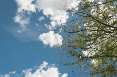 park ağaç siluet gökyüzünde olduğunu