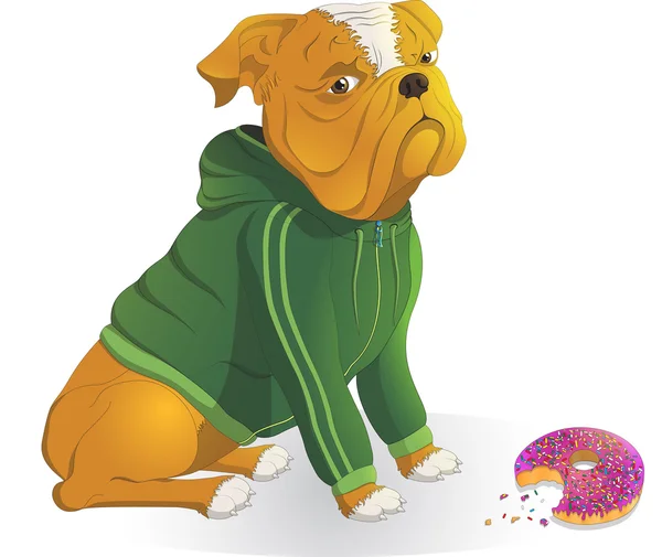 Bulldog vestindo um casaco, donut jantar — Vetor de Stock