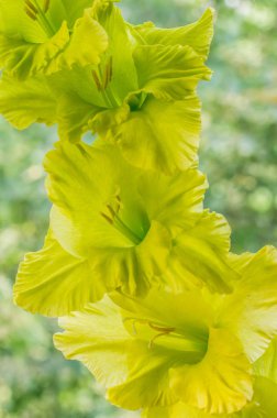 Glayöl yeşillik zemin karşı