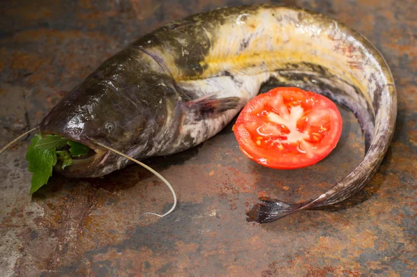 Poisson-chat cru sur une vieille table. Gros plan. Vue du dessus — Photo